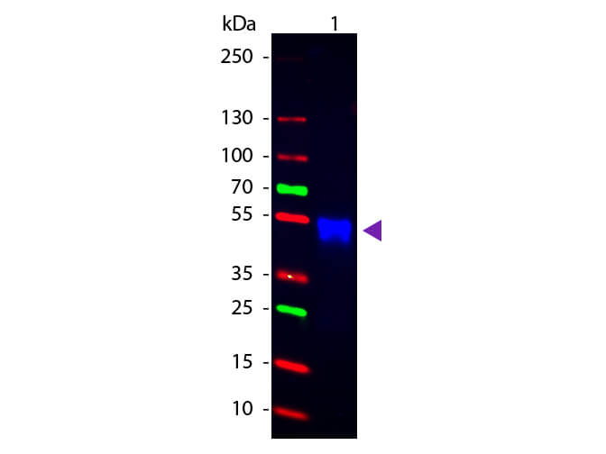 WB - Rabbit IgG (H&L) Antibody CY2 Conjugated Pre-Adsorbed