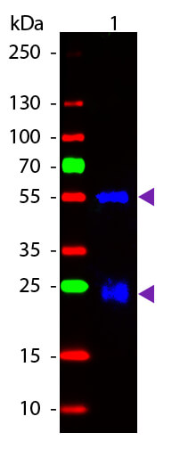 Rabbit IgG (H&L) Secondary Antibody Fluorescein Conjugated