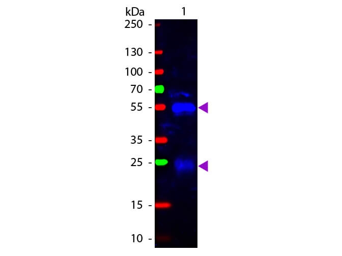 Rabbit IgG (H&L) Antibody Fluorescein Conjugated Pre-Adsorbed