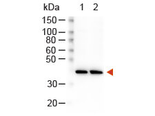 Rabbit IgG (H&L) Secondary Antibody Peroxidase Conjugated
