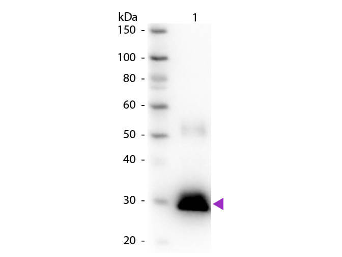 WB - Rabbit IgG F(c) Antibody Peroxidase Conjugated