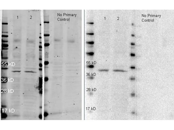 HRP conjugated Anti Rabbit IgG polyclonal antibody-Western blot