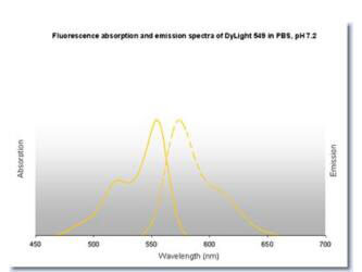 DyLight™ 549 Fluorescence Spectra.