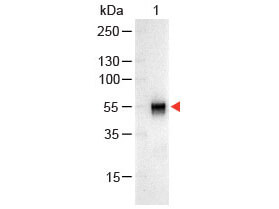 Rabbit IgG (H&L) Antibody Alkaline Phosphatase Conjugated