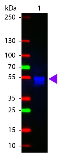 Rabbit IgG (H&L) Antibody ATTO 425 Conjugated Pre-Adsorbed - Western Blot