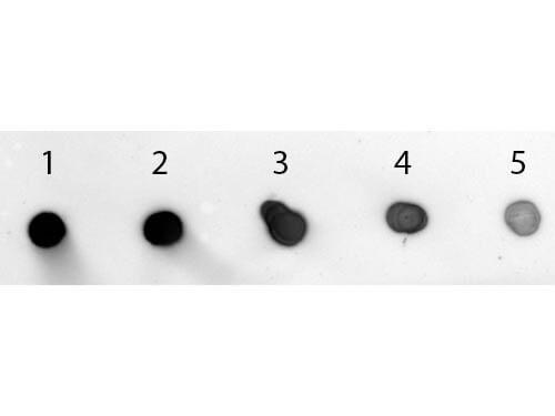 Rabbit IgG (Min X Human Serum Proteins) Antibody Alkaline Phosphatase Conjugated - Dot Blot