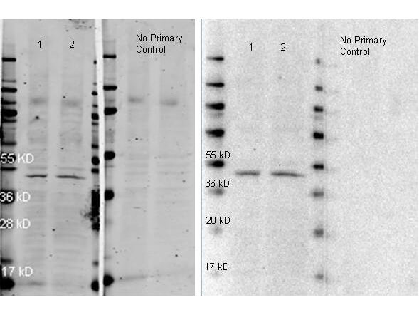 ATTO 647N Anti Rabbit IgG polyclonal antibody-Western blot