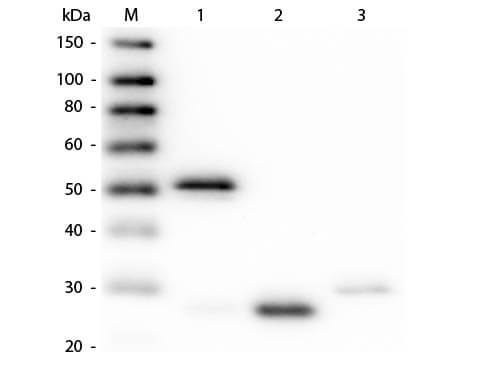 ELISA Results of Guinea Pig Anti-Rabbit IgG mx3 Antibody