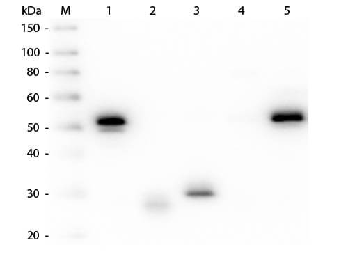 Rabbit IgG (H&L) Antibody Alkaline Phosphatase Conjugated Pre-Adsorbed