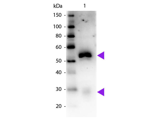 WB - Rabbit IgG (H&L) Antibody Peroxidase Conjugated Pre-Adsorbed