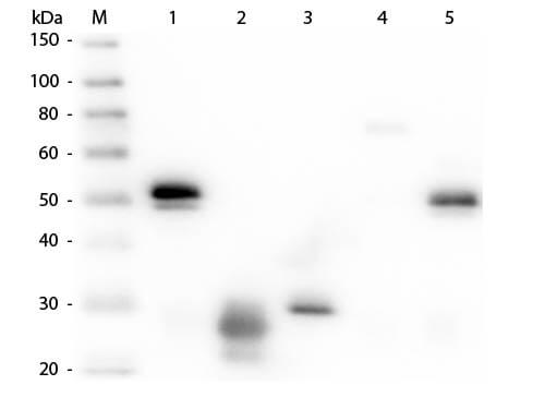 Western Blot of Anti-Rabbit IgG (H&L) (RAT) Antibody (Min X Hu, Gt, Ms Serum Proteins) (p/n 611-501-122)