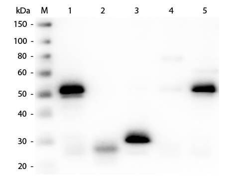 Western Blot of Anti-Rabbit IgG (H&L) (SHEEP) Antibody (Min X Hu, Gt, Ms Serum Proteins) (p/n 611-6102)