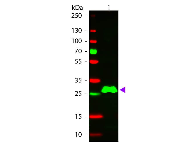 WB - Rabbit IgG F(c) Antibody Rhodamine Conjugated