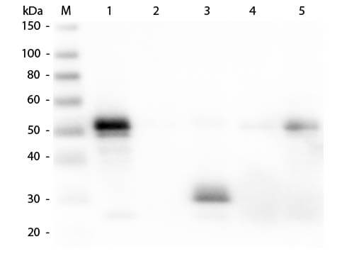 Western Blot of Anti-Rabbit IgG F(c) (DONKEY) Antibody (p/n 611-701-003)