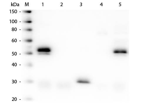 Western Blot of Anti-Rabbit IgG (H&L) (DONKEY) Antibody (Min X Bv Ch Gt GP Ham Hs Hu Ms Rt & Sh Serum Proteins) (p/n 611-701-127)