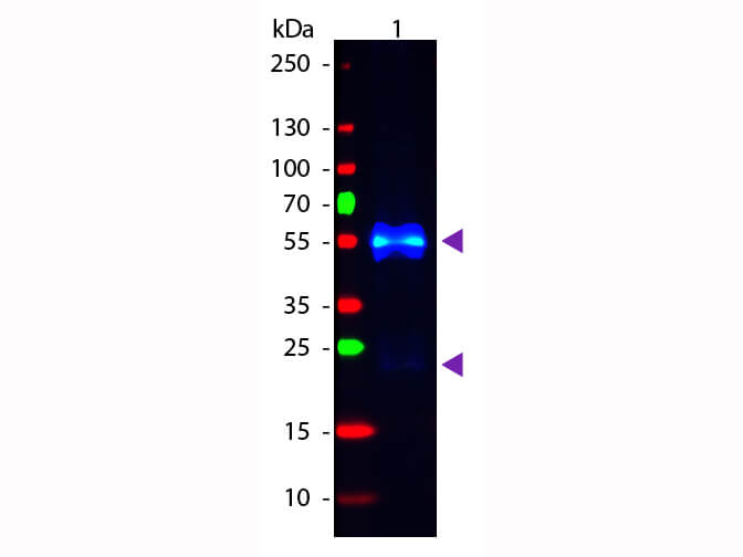 Rabbit IgG (H&L) Antibody Fluorescein Conjugated