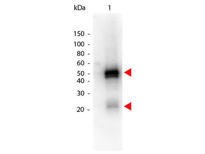 RABBIT IgG (H&L) Antibody Peroxidase Conjugated - Western Blot
