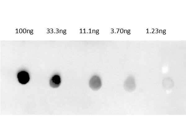 Rabbit IgG (H&L) Antibody DyLight™ 680 Conjugated Pre-Adsorbed