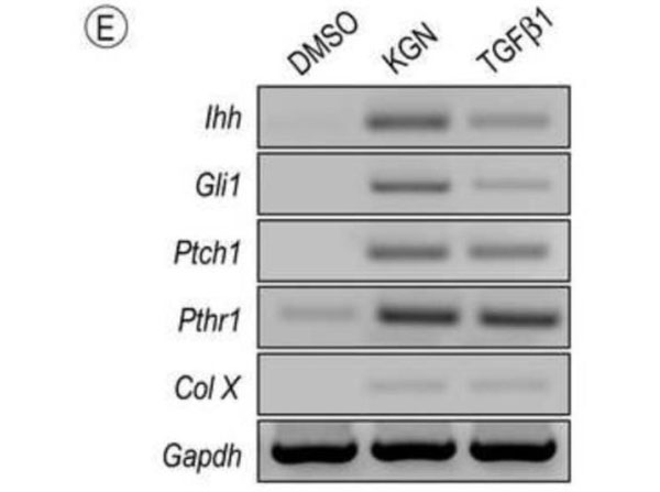 Western Blot using biotinylated anti-rabbit