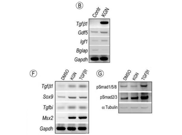 Western Blot using biotinylated anti-rabbit