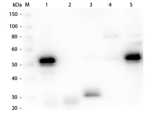 Western Blot of Anti-Rabbit IgG (H&L) (CHICKEN) Antibody (p/n 611-901-002)