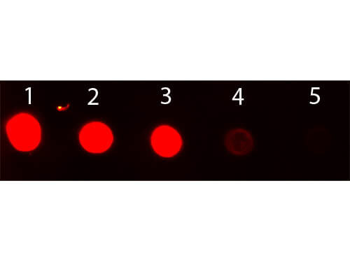 Rabbit IgG Antibody Fluorescein Conjugated - Dot Blot