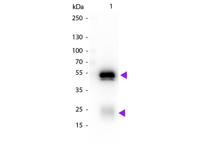 WB - Rabbit IgG (H&L) Antibody Biotin Conjugated