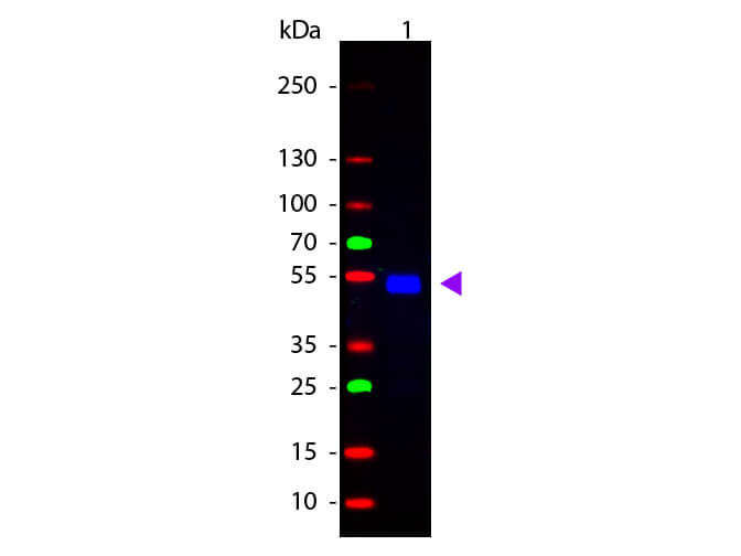 WB - Rat IgG (H&L) Antibody Fluorescein Conjugated Pre-Adsorbed