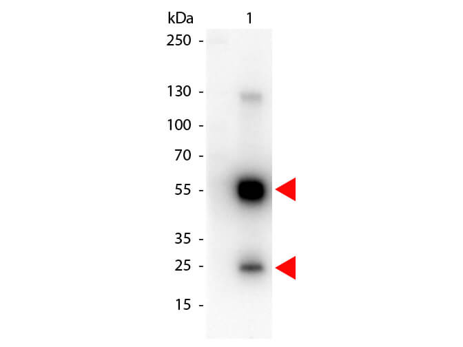 Rat IgG (H&L) Antibody Peroxidase Conjugated Pre-Adsorbed - Western Blot