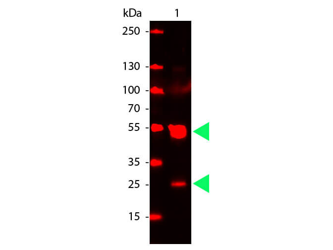 Rat IgG (H&L) Antibody CY5 Conjugated Pre-Adsorbed - Western Blot