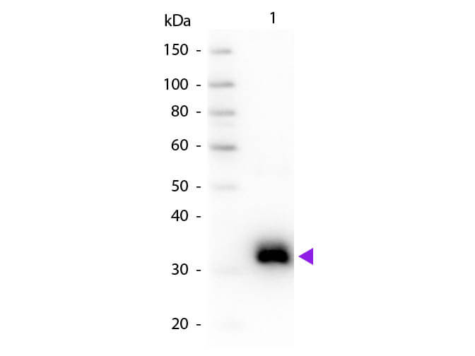WB - Rat IgG F(c) Antibody
