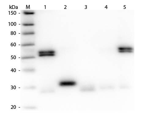 Western Blot of Anti-Rat IgG (H&L) (GOAT) Antibody (Min X Human Serum Proteins) (p/n 612-1125)