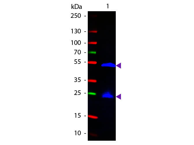 Rat IgG (H&L) Antibody Fluorescein Conjugated