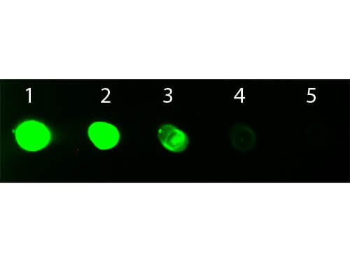 Rat IgG Fc Antibody Fluorescein Conjugated - Dot Blot