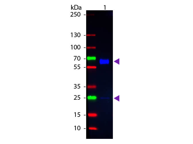 WB - Rat IgA (alpha chain) Antibody Fluorescein Conjugated