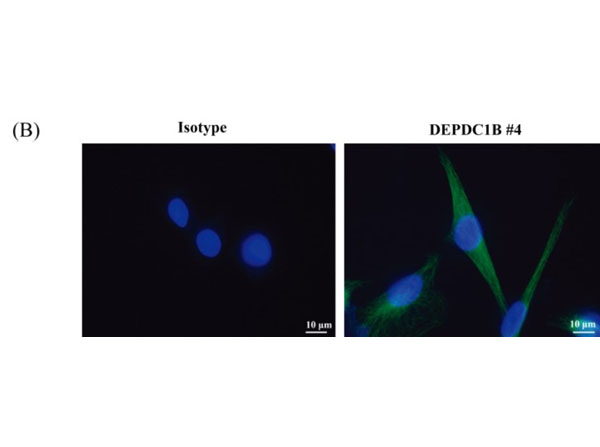 Immunocytochemistry using Goat Anti-Rat IgG DyLight™488