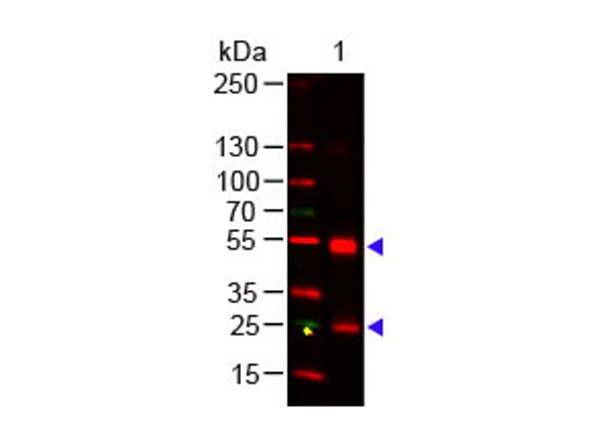 Rat IgG (H&L) Antibody Dylight™ 649 Conjugated