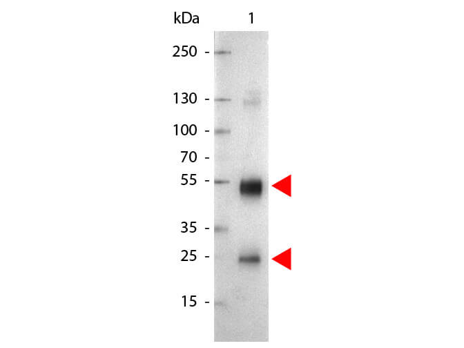 Rat IgG (H&L) Antibody Alkaline Phosphatase Conjugated
