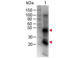 Western Blot - Rat IgG (H&L) Antibody Biotin Conjugated