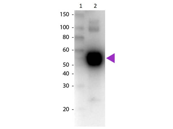 WB - Rat IgA (alpha chain) Antibody Biotin Conjugated