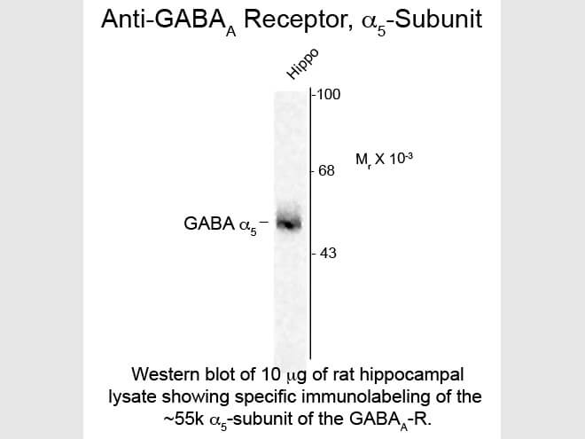 Western blot of GABAA Receptor a 5 Antibody