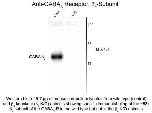 Western blot of GABAA Receptor ß3 Antibody
