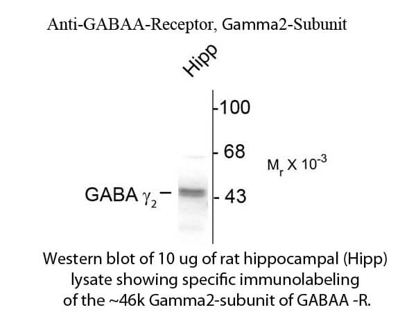 Western blot of GABAA Receptor γ2 Antibody