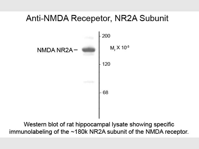 Western blot of NMDA NR2A Subunit Antibody