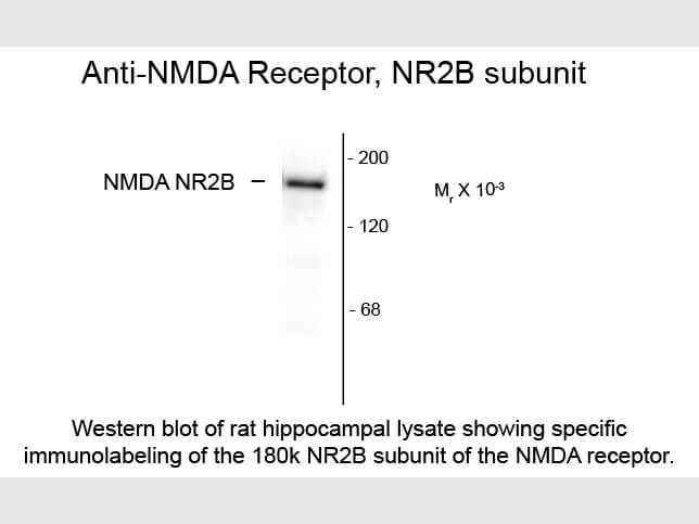 Western blot of NMDA NR2B Subunit Antibody