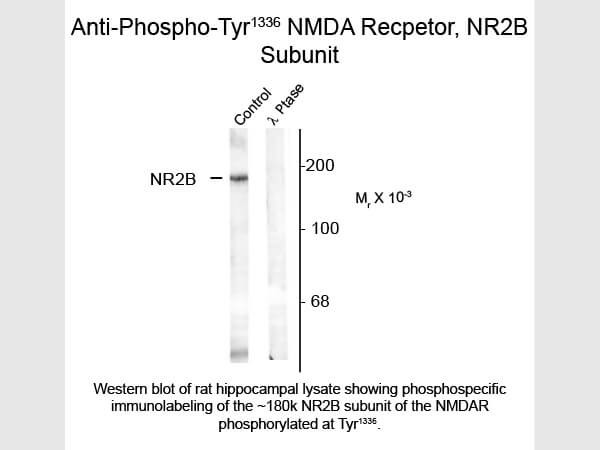 Western blot of NMDA NR2B Subunit Tyr1336 Antibody