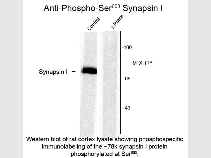 Western blot of Synapsin I Ser603 Antibody