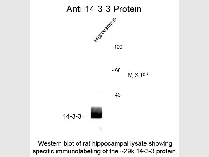 Western Blot of Anti-14-3-3 Protein (Rabbit) Antibody - 612-401-D01