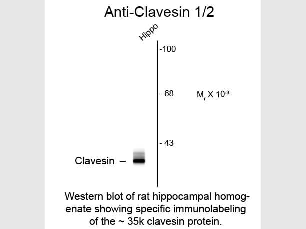 Western Blot of Anti-Clavesin (Rabbit) Antibody - 612-401-D17