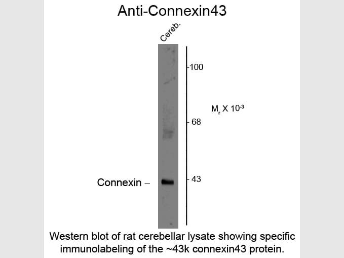 Western Blot of Anti-Connexin 43 (Rabbit) Antibody - 612-401-D22